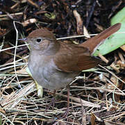 Common Nightingale