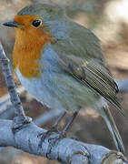 European Robin