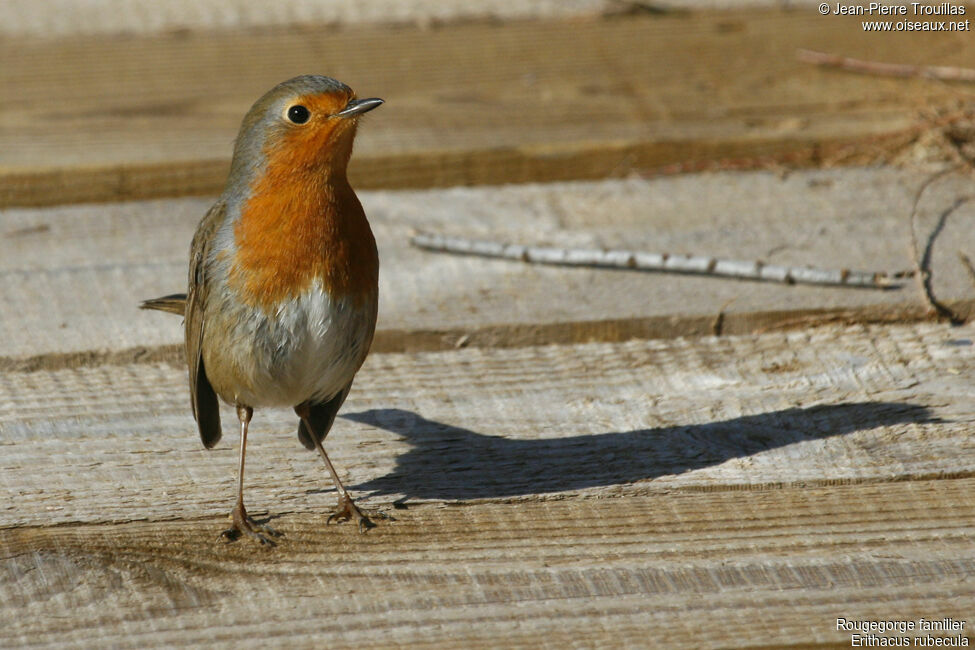 European Robin