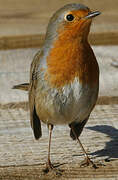 European Robin