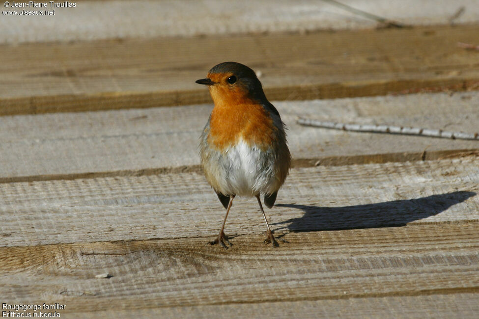 European Robin