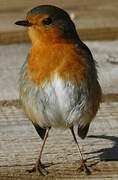 European Robin