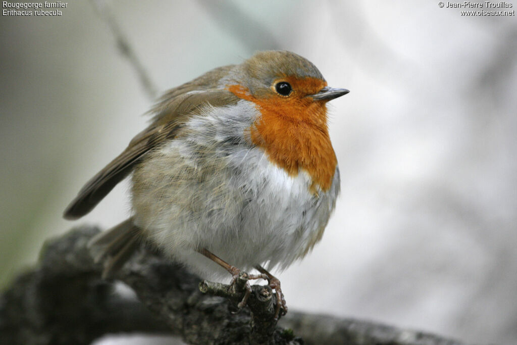 European Robin