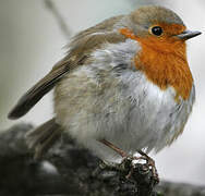 European Robin