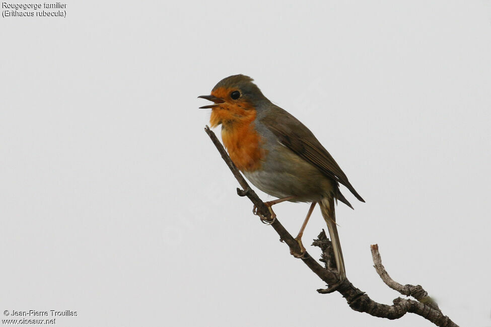 European Robin