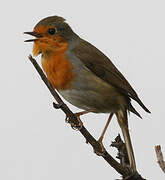 European Robin