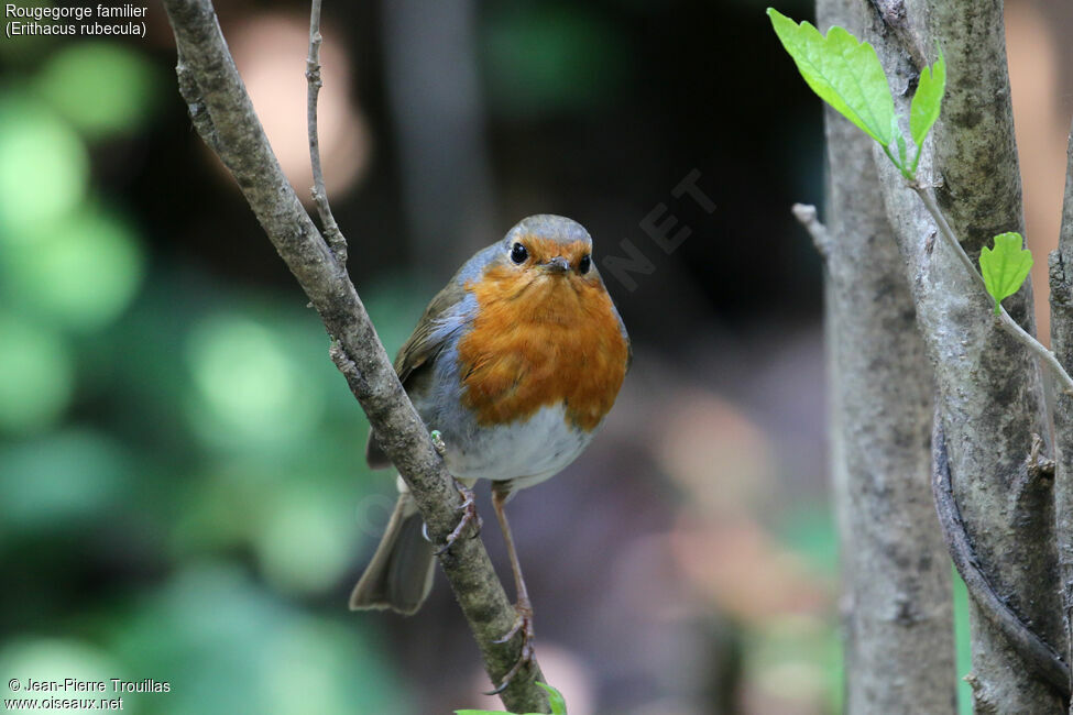 European Robin