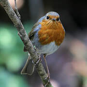 European Robin