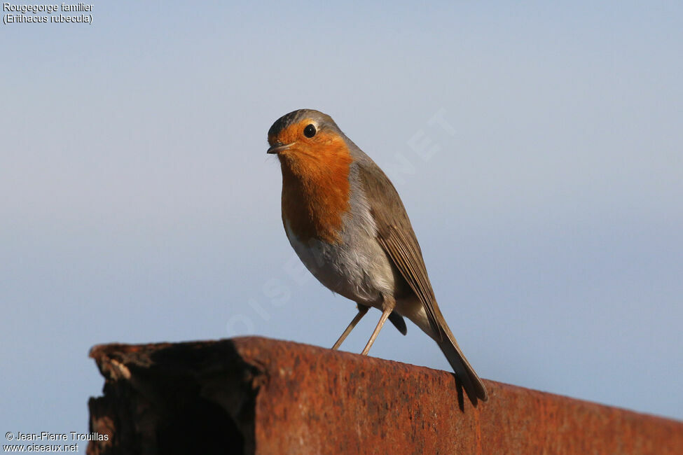 European Robin