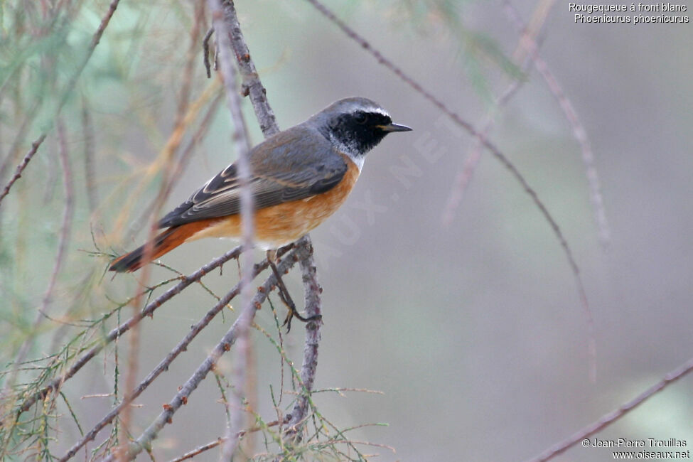 Common Redstart