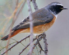 Common Redstart