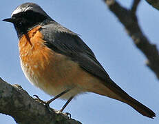 Common Redstart