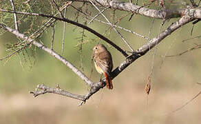 Common Redstart