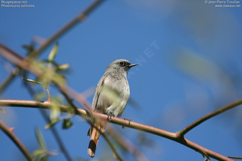 Black Redstart