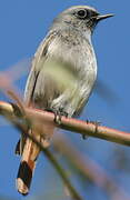 Black Redstart