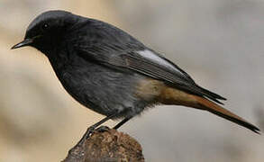 Black Redstart