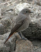 Black Redstart