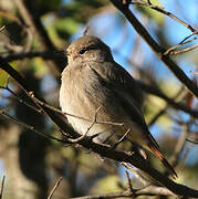 Black Redstart