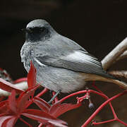 Black Redstart