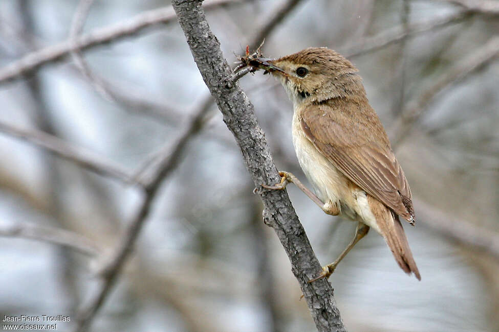 Eurasian Reed Warbleradult, fishing/hunting