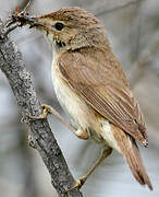 Eurasian Reed Warbler