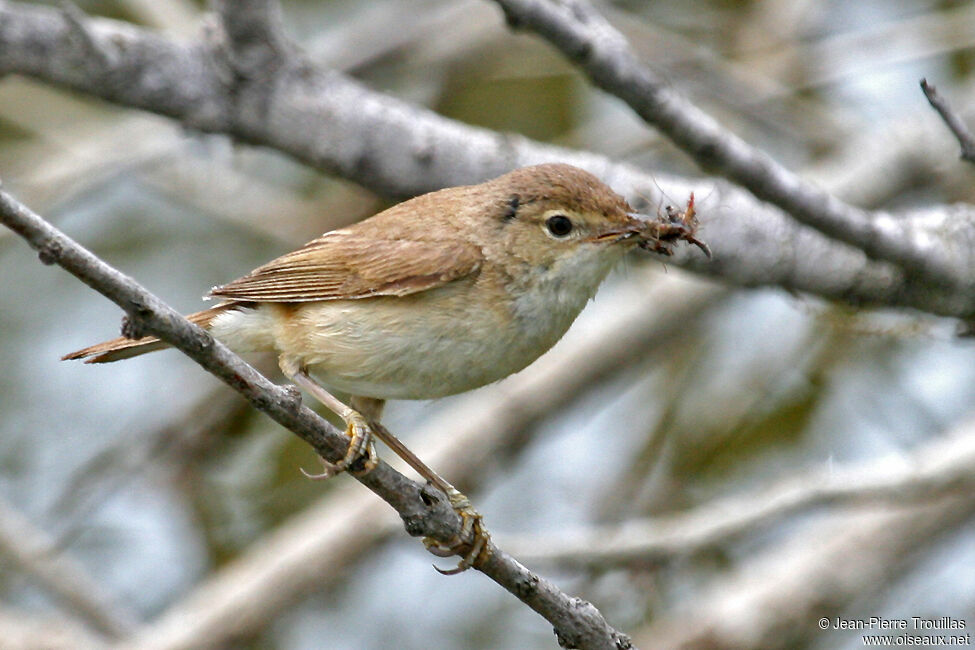 Common Reed Warbler