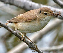 Common Reed Warbler