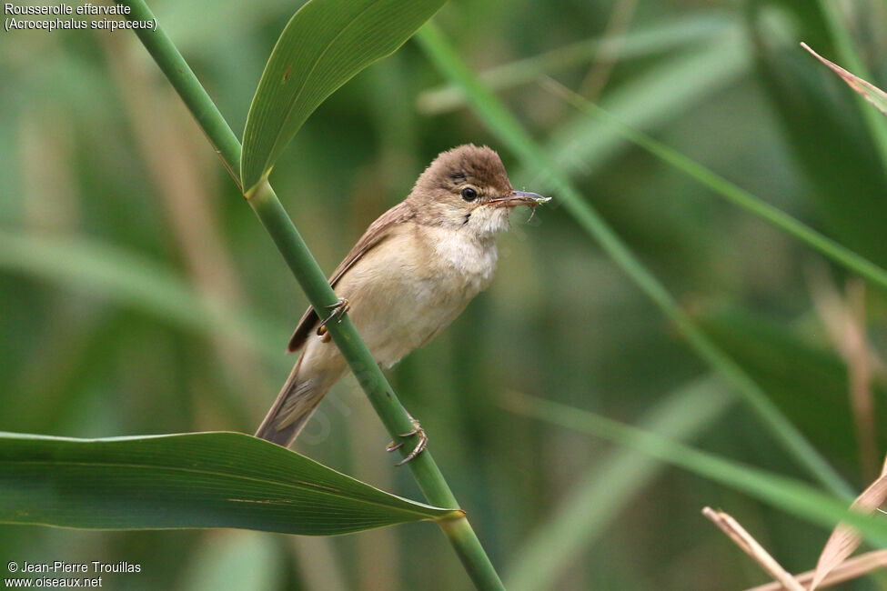 Eurasian Reed Warbler