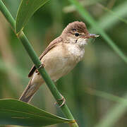 Common Reed Warbler