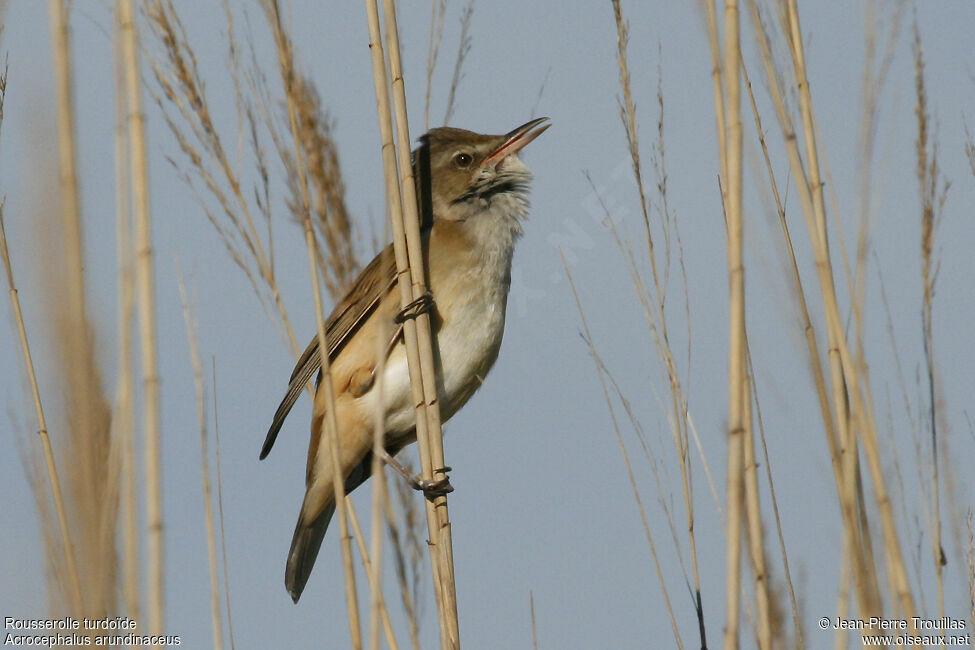 Great Reed Warbler