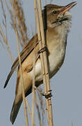 Great Reed Warbler