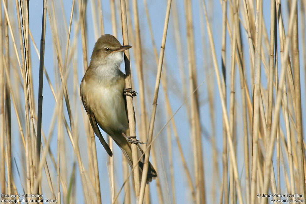 Great Reed Warbler