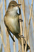 Great Reed Warbler