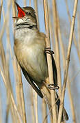 Great Reed Warbler