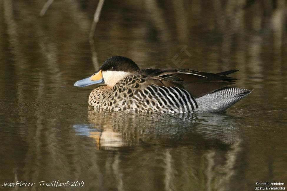 Silver Teal, identification