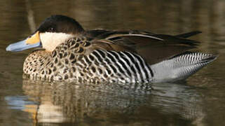 Silver Teal