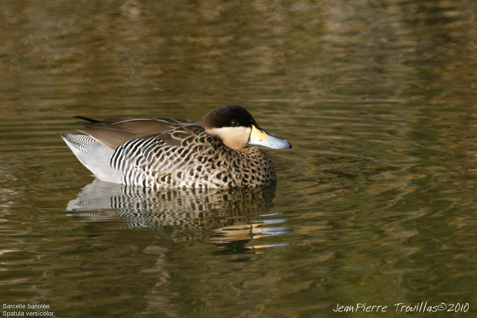 Silver Teal, identification