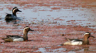 Garganey