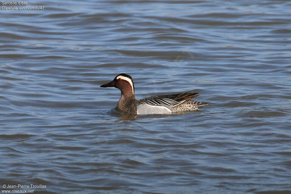 Garganey male