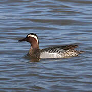 Garganey