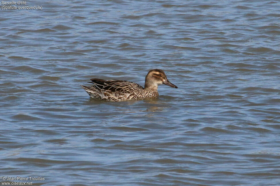 Garganey female