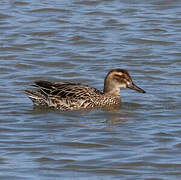 Garganey