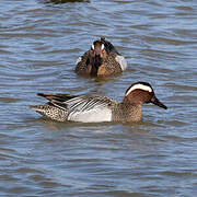 Garganey