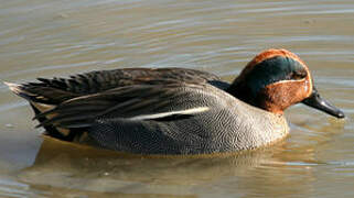 Eurasian Teal