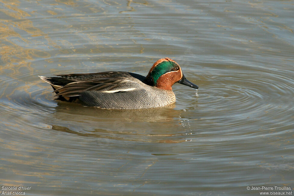 Eurasian Teal