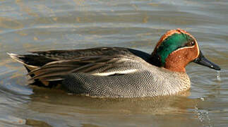 Eurasian Teal