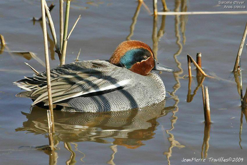 Eurasian Teal