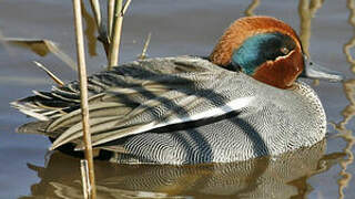 Eurasian Teal