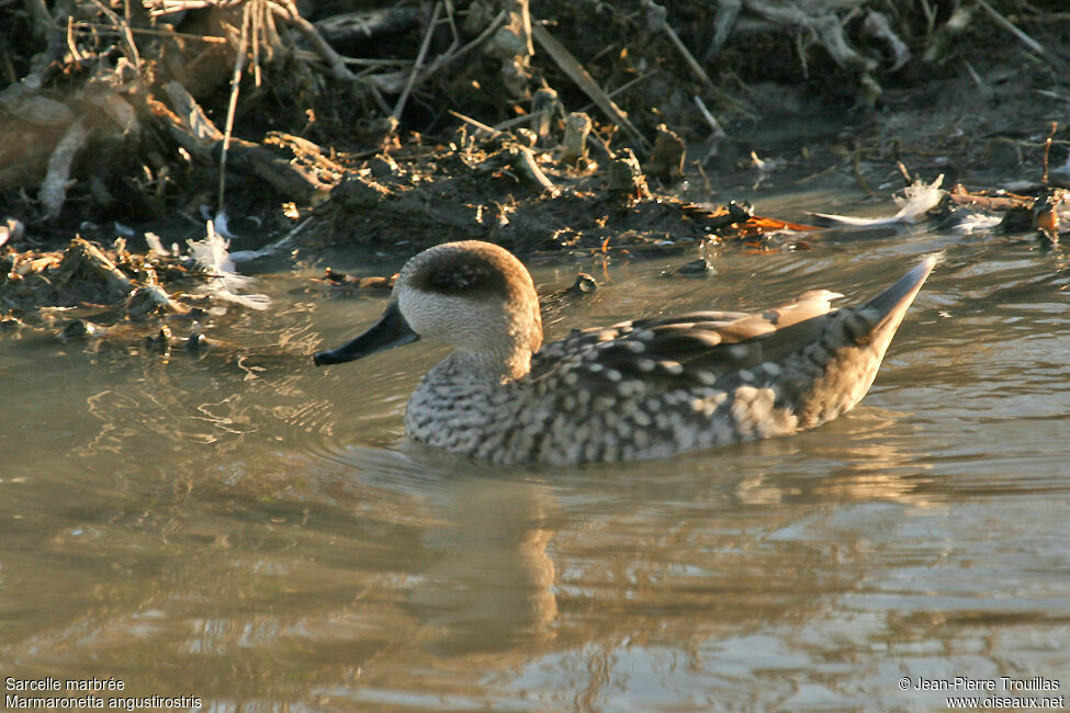 Marbled Duck