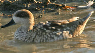 Marbled Duck